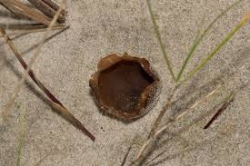 Attēlu rezultāti vaicājumam “Peziza ammophila”