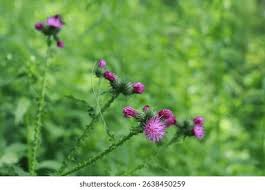 Attēlu rezultāti vaicājumam “Carduus crispus leaf”