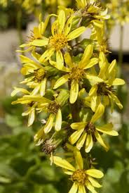 Attēlu rezultāti vaicājumam “Ligularia sibirica flower”