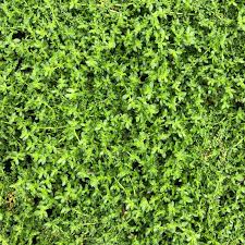 Attēlu rezultāti vaicājumam “Herniaria glabra leaf”