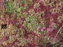 Attēlu rezultāti vaicājumam “Sphagnum austinii sporophyte”