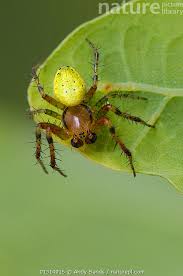 Attēlu rezultāti vaicājumam “Araniella male”