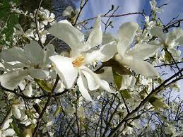 Attēlu rezultāti vaicājumam “Magnolia kobus flower”