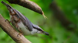 Attēlu rezultāti vaicājumam “Sitta europaea male”