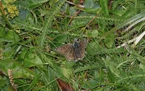 Attēlu rezultāti vaicājumam “Pyrgus serratulae underside”