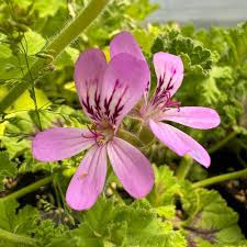 Attēlu rezultāti vaicājumam “Geranium bohemicum leaf”