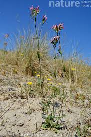 Attēlu rezultāti vaicājumam “Centaurium erythraea flower”