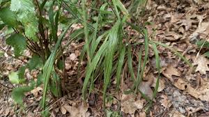 Attēlu rezultāti vaicājumam “Brachypodium sylvaticum leaf”