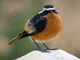 Image result for Phoenicurus moussieri