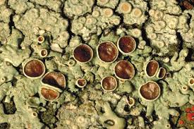 Attēlu rezultāti vaicājumam “Cribraria aurantiaca var. persoonii spores”