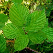 Attēlu rezultāti vaicājumam “Rubus plicatus”