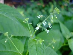 Attēlu rezultāti vaicājumam “Circaea lutetiana”