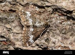 Attēlu rezultāti vaicājumam “Perizoma alchemilla”