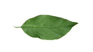 Attēlu rezultāti vaicājumam “Euonymus europaeus leaf”