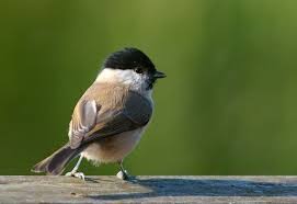 Attēlu rezultāti vaicājumam “Poecile palustris adult”