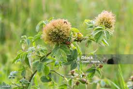 Attēlu rezultāti vaicājumam “Diplolepis rosae”