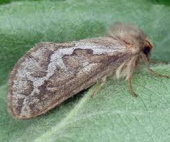 Attēlu rezultāti vaicājumam “Hepialus lupulinus”