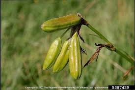 Attēlu rezultāti vaicājumam “Iris pseudacorus fruit”