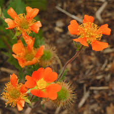 Attēlu rezultāti vaicājumam “Geum x intermedium flower”
