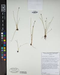 Attēlu rezultāti vaicājumam “Eleocharis quinqueflora flower”