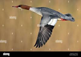 Attēlu rezultāti vaicājumam “Mergus merganser female”