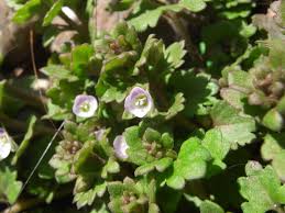 Attēlu rezultāti vaicājumam “Veronica persica fruit”