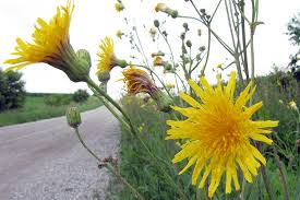 Attēlu rezultāti vaicājumam “Crepis tectorum flower”