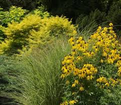 Attēlu rezultāti vaicājumam “Rhus typhina flower”