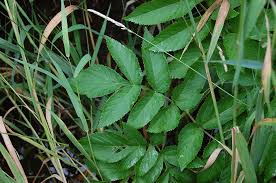 Attēlu rezultāti vaicājumam “Angelica sylvestris leaf”