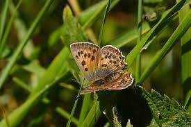 Attēlu rezultāti vaicājumam “Lycaena virgaureae”
