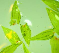 Attēlu rezultāti vaicājumam “Climacium dendroides sporophyte”