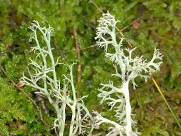 Attēlu rezultāti vaicājumam “Cladonia ciliata”