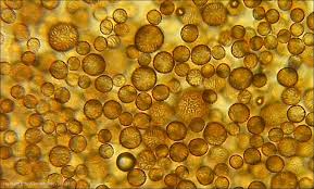 Attēlu rezultāti vaicājumam “Symphytocarpus trechisporus macro”