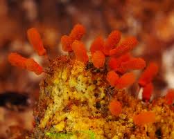 Attēlu rezultāti vaicājumam “Arcyria denudata spores”