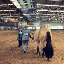 Image result for Blackpool & Fylde Horse Club