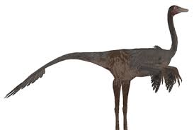 Image result for Poroderma pantherinum