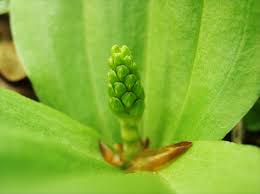 Attēlu rezultāti vaicājumam “Listera ovata bud”