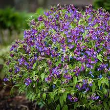 Attēlu rezultāti vaicājumam “Lathyrus vernus fruit”