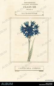 Attēlu rezultāti vaicājumam “Cyanus segetum”