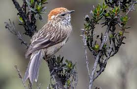 Attēlu rezultāti vaicājumam “Arcyria helvetica stalked”