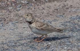 Image result for Melanocorypha bimaculata