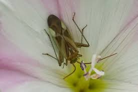 Attēlu rezultāti vaicājumam “Adelphocoris lineolatus imago”