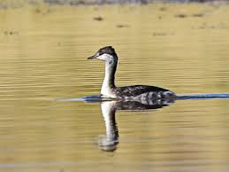 Image result for Podiceps auritus
