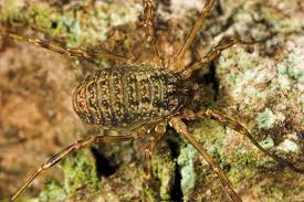 Attēlu rezultāti vaicājumam “Lophopilio palpinalis”