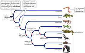 Image result for Evolution Stammbaum