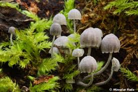 Attēlu rezultāti vaicājumam “Mycena pseudocorticola”