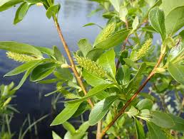 Attēlu rezultāti vaicājumam “Salix pentandra flower”