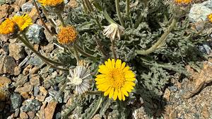 Attēlu rezultāti vaicājumam “Carex globularis flower”