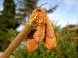 Attēlu rezultāti vaicājumam “Lasiocampa quercus imago”