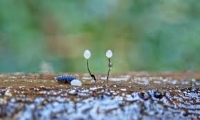 Attēlu rezultāti vaicājumam “Comatricha alta spores”